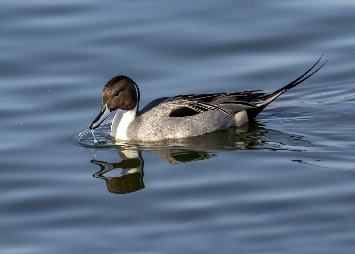 pintail credit Alex Hillier (116).jpg